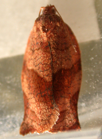 Oblique-banded Tortrix
